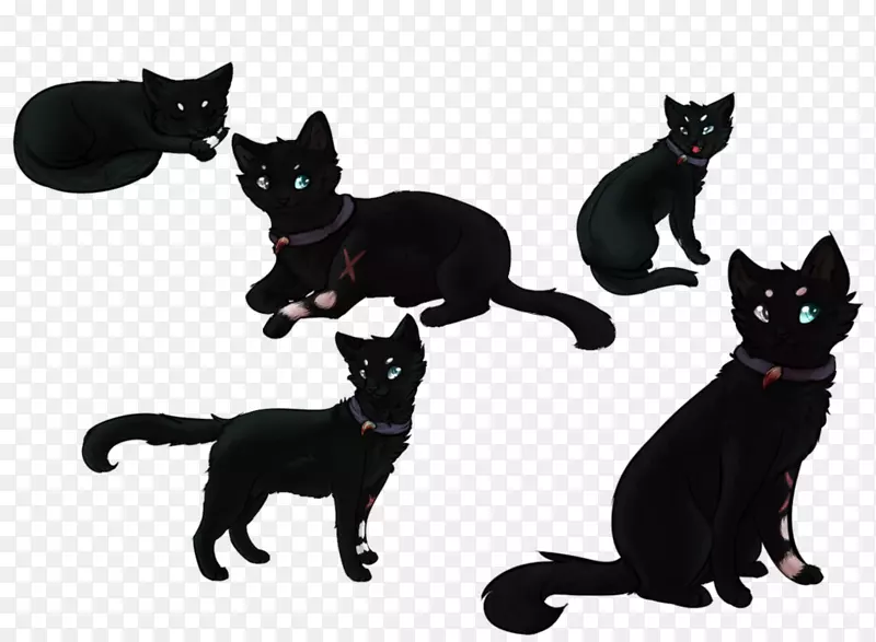 黑猫家养短毛猫须-小猫