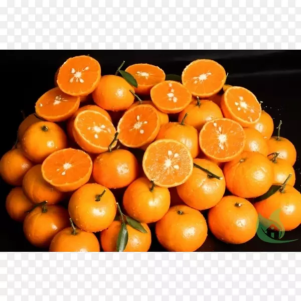 克莱门汀橘子苦橙橘子兰浦尔橘子