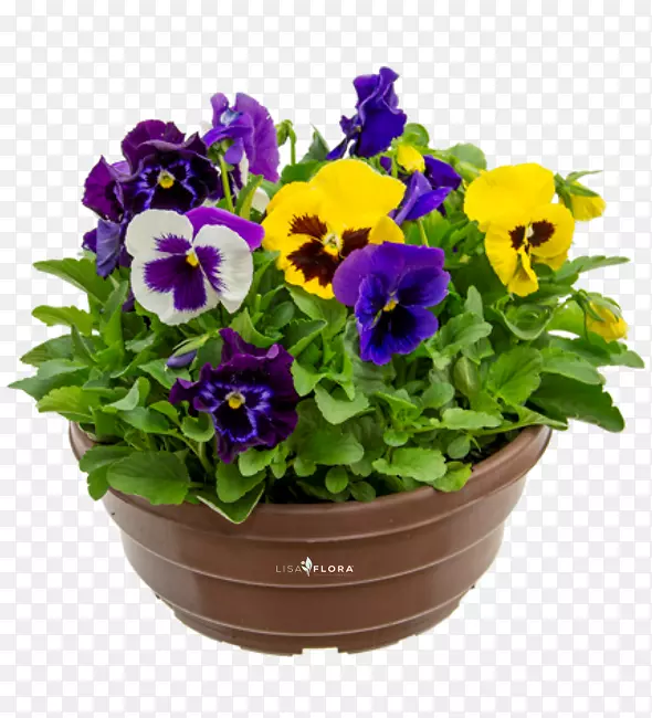 潘西花盆紫一年生草本植物.紫罗兰