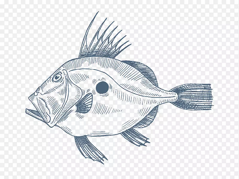 英国鱼约翰多利地中海美食绘画-鱼