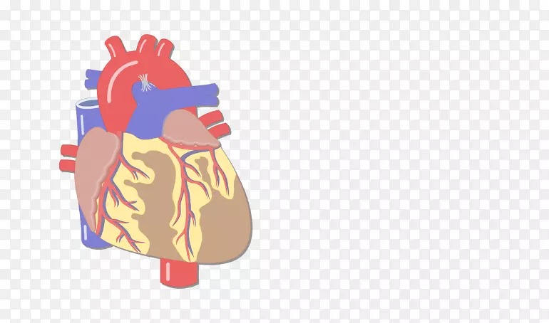 血管、大血管、心脏、人体解剖-脂肪组织