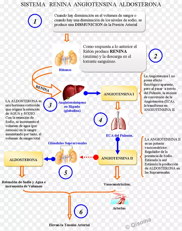 肾素-血管紧张素系统药物健康-健康