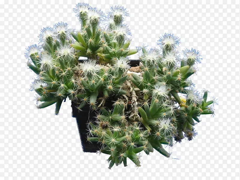 沙土玫瑰活石肉质植物-桑切维耶菌(Ppleiospilos Nelii Enelii)