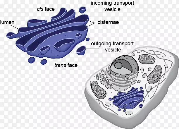 真核生物原核植物细胞器真核细胞