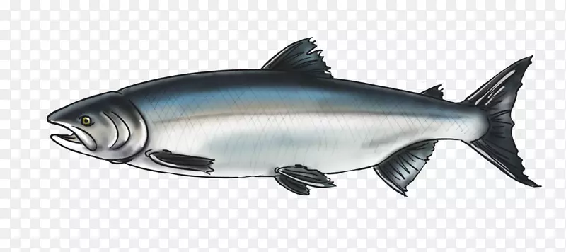 三文鱼角状鲨鱼09777海洋生物油性鱼类大马哈鱼