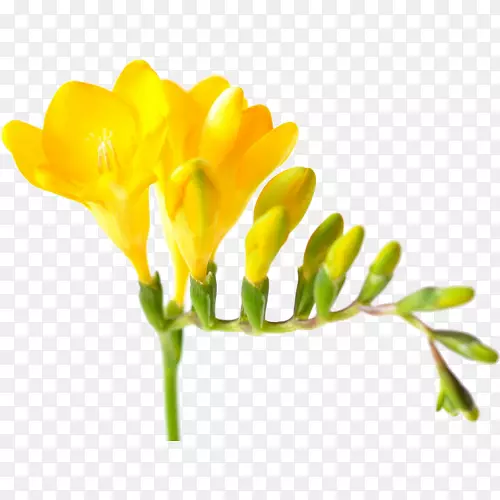 黄色切花花瓣花束