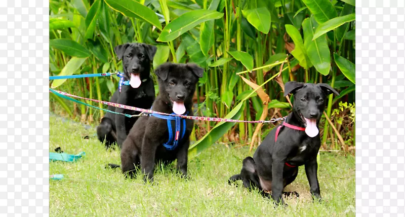 犬种帕特代尔猎犬大丹犬体育团体动物福利