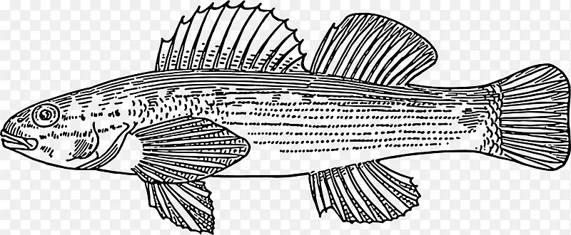 鱼类放线鱼剪贴画-鱼