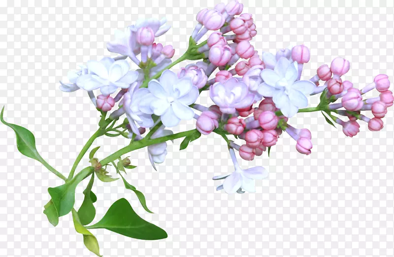 花卉设计水彩画-花