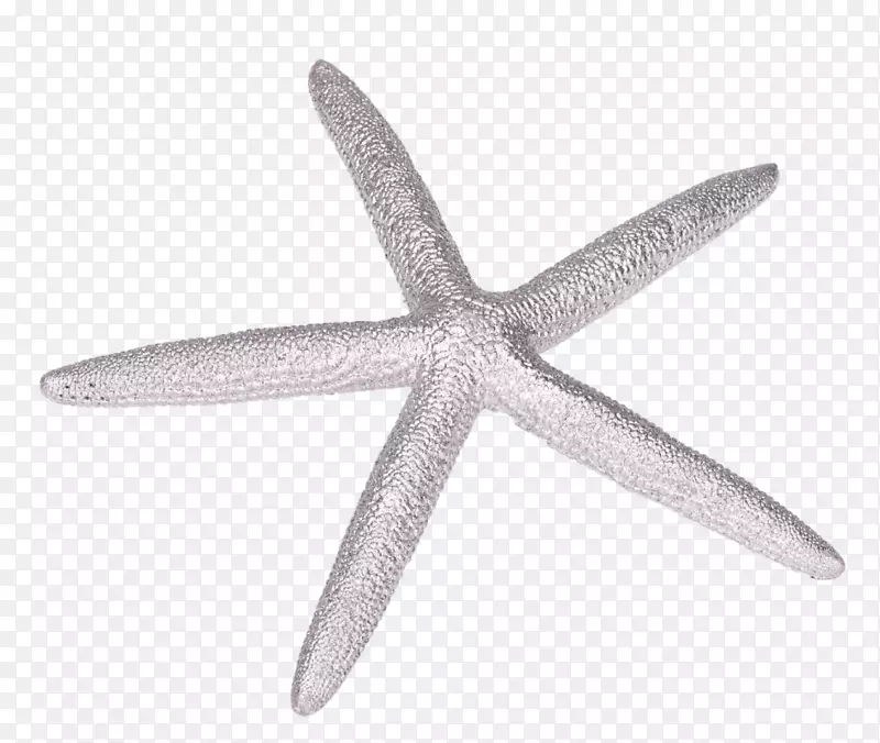 海星棘皮动物-海星