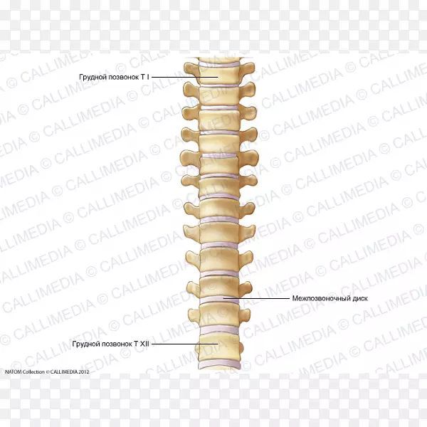 脊柱胸椎背解剖骨-骨骼