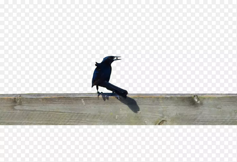长板滑板干舷角-黑色乌鸦