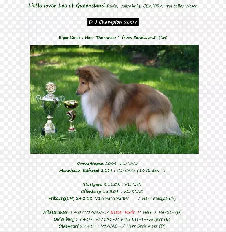 牧羊犬-设得兰牧羊犬