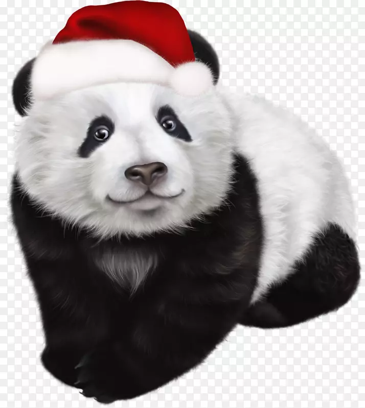 大熊猫红熊猫圣诞剪贴画-圣诞节