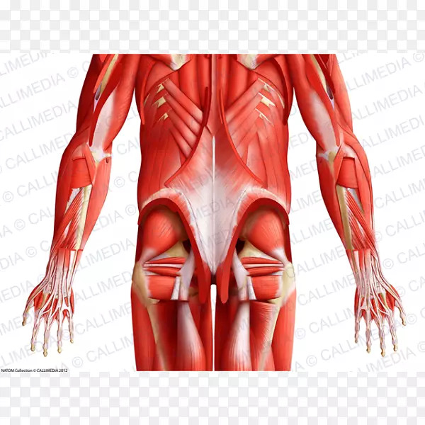 拇指肌肉人体骨盆解剖-手