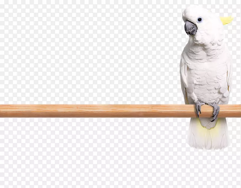 亚马逊鹦鹉喙鹦鹉