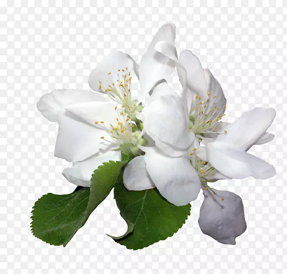 白花瓣色花