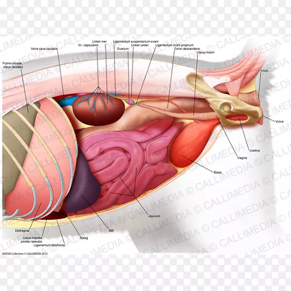 腹部肌肉人体解剖人体腹部解剖