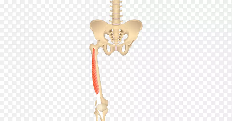 股外侧肌股内侧解剖起源-肌肉腿
