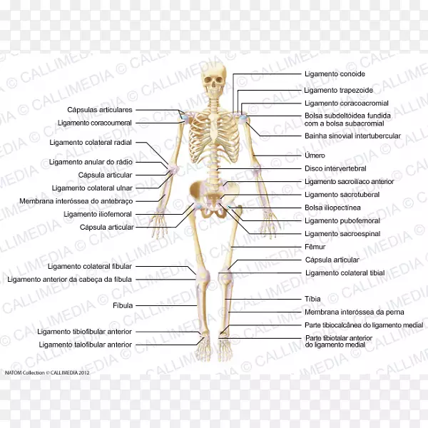 韧带、肌肉、关节解剖人体-囊膜