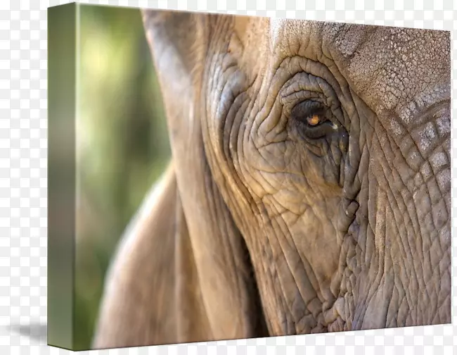 印度象非洲象野生动物大象-印度