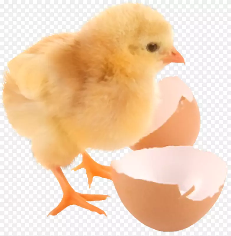 鸡蛋壳kifaranga信息-鸡
