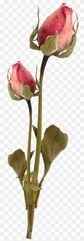 花园玫瑰剪花剪艺术花