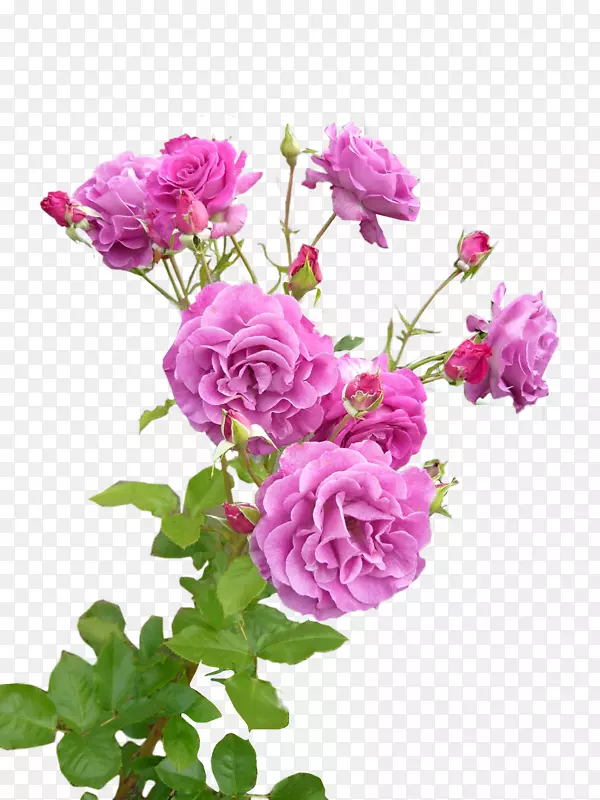 花园玫瑰、卷心菜、粉色花、薰衣草花