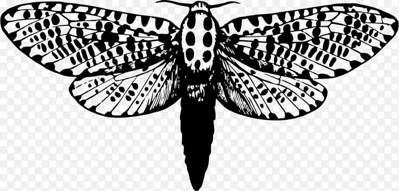 毛茸茸的蝴蝶，豹蛾，蝴蝶，昆虫-蝴蝶