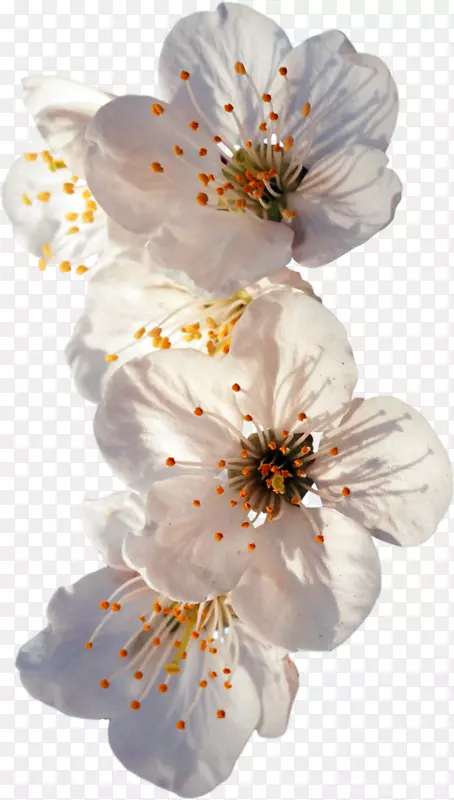 1-800-花瓣花束花卉设计-花