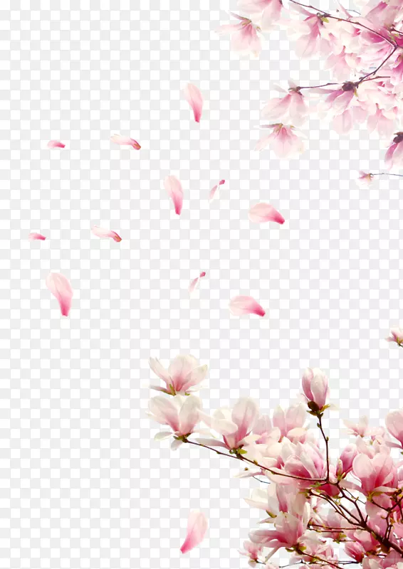 樱花剪贴画-樱花