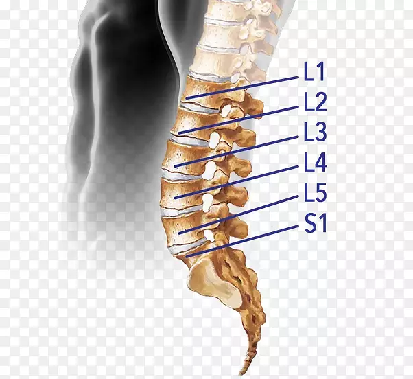 腰椎解剖脊柱人体