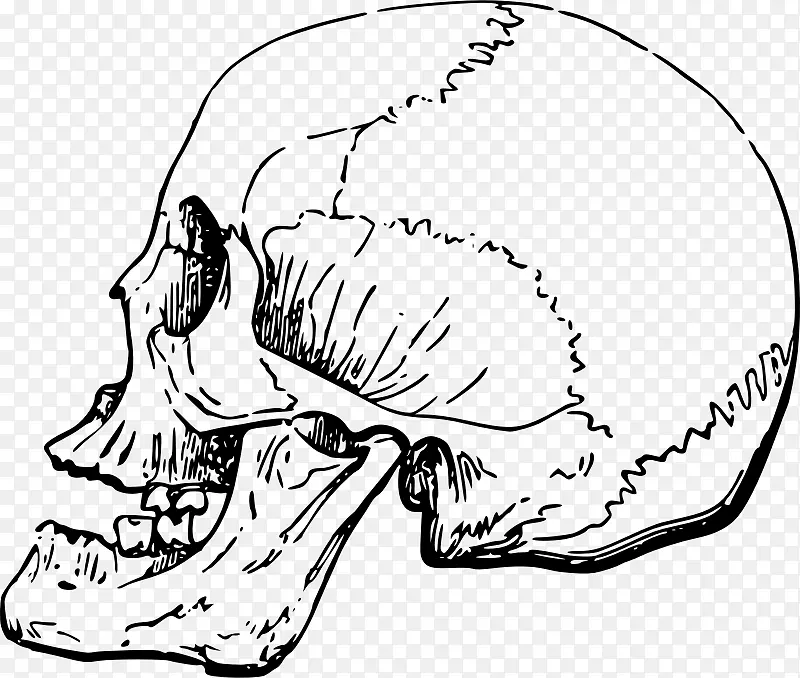 头骨鼻人体骨骼夹艺术骨骼头