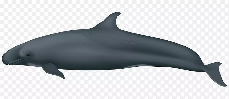 普通宽吻海豚短喙普通海豚批发图库溪粗齿海豚