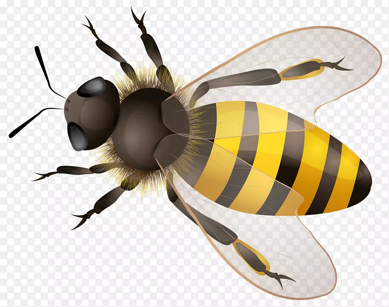 蜜蜂玛雅-蜜蜂