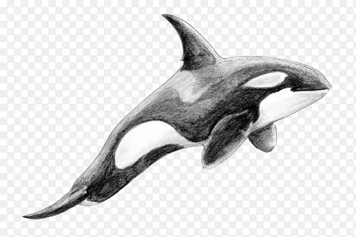 粗齿海豚，白色喙的海豚，虎鲸，灵丹妙药-海豚