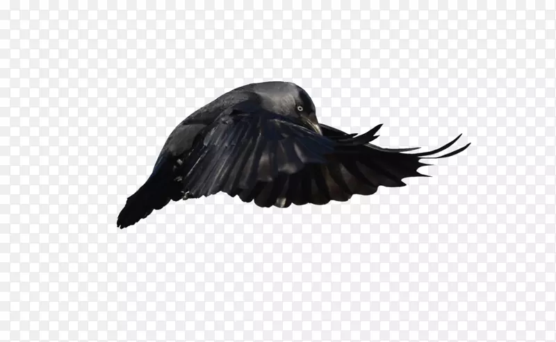 喙羽乌鸦