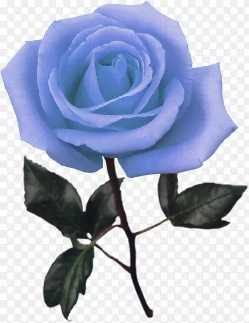 蓝玫瑰花园玫瑰摄影剪辑艺术-玫瑰