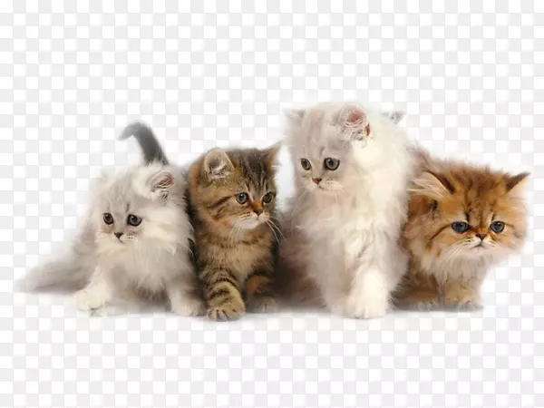 波斯猫喜马拉雅猫小猫暹罗猫布娃娃小猫