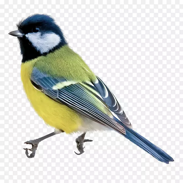 鸟蓝水彩画-鸟