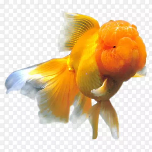 橙花角狮头鲤鱼放线鱼