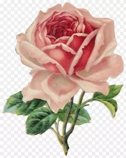 古典玫瑰：家居和花园装饰边框剪贴画的美丽品种-。