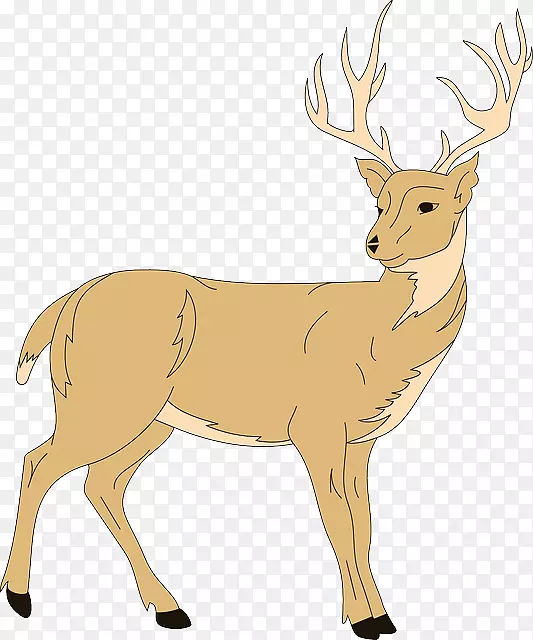 白尾鹿图片：近距离和个人剪贴画-鹿