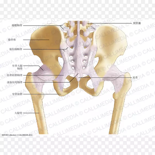 女性骨盆解剖与锻炼髋骨韧带骨盆
