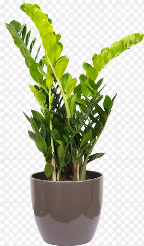 木瓜属植物花盆维管束植物槟榔棕榈花箱