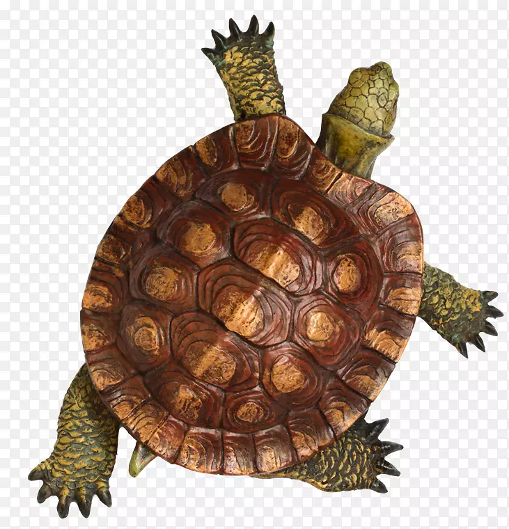 龟壳木龟甲壳革龟海龟
