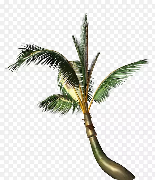 椰子树-椰子