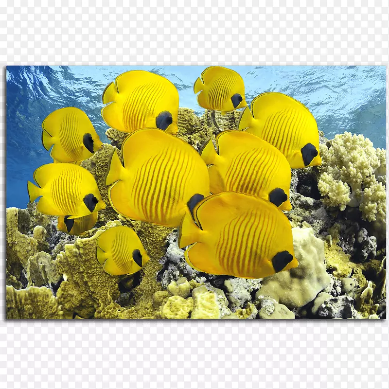 红海水族馆黄海鱼