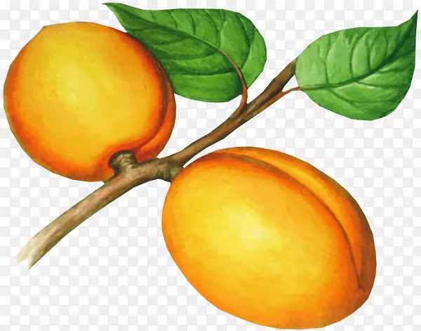 杏油桃食品夹艺术.杏