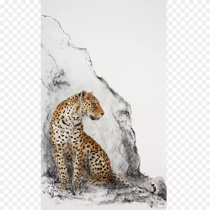 豹美洲豹猎豹野生动物豹